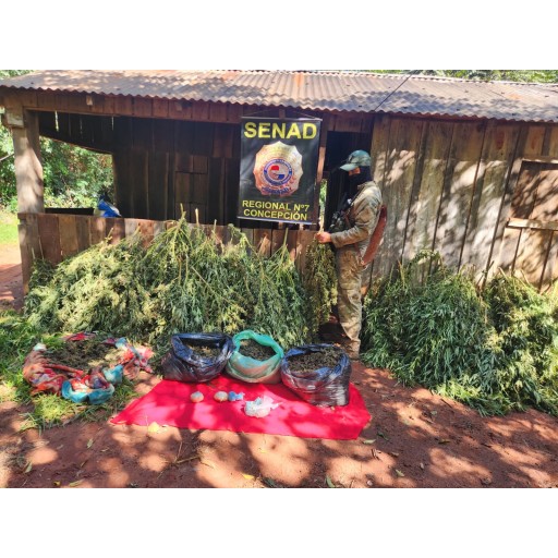 Desmantelan laboratorio de marihuana “Skunk†en San Pedro